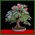 Sorbus aucuparia - Mountain or Rowan Ash Bonsai Seeds + FREE Gifts Seeds + Bonsai eBook, NEW