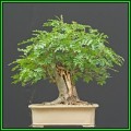 Sorbus aucuparia - Mountain or Rowan Ash Bonsai - 10 Seeds + FREE Gifts Seeds + Bonsai eBook, NEW