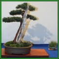 Taxus cuspidata capitata - Japanese Yew Bonsai Seeds + FREE Gifts Seeds + Bonsai eBook, NEW