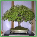 Zelkova serrata - Japanese Zelkova Bonsai - 5 Seeds + FREE Gifts Seeds + Bonsai eBook NEW