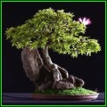Albizia julibrissin - Persian Silk Bonsai Seeds + FREE Gifts Seeds + Bonsai eBook, NEW