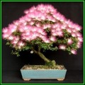 Albizia julibrissin - Persian Silk Bonsai - 10 Seeds + FREE Gifts Seeds + Bonsai eBook, NEW