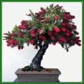 Callistemon citrinus - Crimson Bottlebrush Bonsai - 25 Seeds + FREE Gifts Seeds + Bonsai eBook, NEW