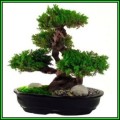 Cupressus macrocarpa - Monterey Cypress Bonsai - 10 Seeds + FREE Gifts Seeds + Bonsai eBook, NEW