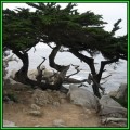 Cupressus macrocarpa - 10 Seeds - Monterey Cypress Tree or Shrub, NEW