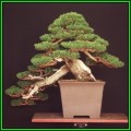 Cupressus sempervirens - Italian Cypress Bonsai - 10 Seeds + FREE Gifts Seeds + Bonsai eBook, NEW