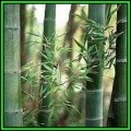 Dendrocalamus strictus - 10 Seeds - Male Bamboo - NEW