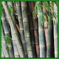 Dendrocalamus strictus Seeds - Male Bamboo - NEW