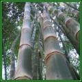 Dendrocalamus strictus Seeds - Male Bamboo - NEW