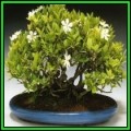 Gardenia jasminoides - Cape Jasmine Bonsai - 10 Seeds + FREE Gifts Seeds + Bonsai eBook, NEW