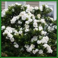 Gardenia jasminoides - 10 Seeds - Cape Jasmine Tree or Shrub, NEW