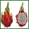 Hylocereus undatus Seeds - Dragonfruit, White Pitaya Succulent Cactus Edible Fruit - NEW