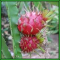Hylocereus undatus - 10 Seed Pack - Dragonfruit, White Pitaya Succulent Cactus Edible Fruit - NEW