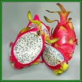 Hylocereus undatus Seeds - Dragonfruit, White Pitaya Succulent Cactus Edible Fruit - NEW