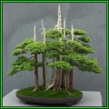 Juniperus chinensis - Chinese Juniper Bonsai - 10 Seeds + FREE Gifts Seeds + Bonsai eBook, NEW