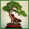 Juniperus chinensis - Chinese Juniper Bonsai Seeds + FREE Gifts Seeds + Bonsai eBook, NEW