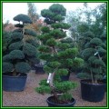 Juniperus chinensis Seeds - Chinese Juniper Tree or Shrub, NEW