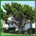 Juniperus chinensis Seeds - Chinese Juniper Tree or Shrub, NEW