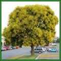 Koelreuteria paniculata Seeds - Golden Rain Tree Tree or Shrub, NEW