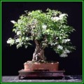 Kunzea ambigua - Electric White Bonsai Seeds + FREE Gifts Seeds + Bonsai eBook, NEW