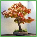 Liquidambar styraciflua - American Sweetgum Bonsai - 10 Seeds + FREE Gifts Seeds + Bonsai eBook, NEW