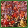 Liquidambar styraciflua - 10 Seeds - American Sweetgum Tree Tree or Shrub, NEW
