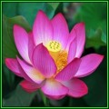Nelumbo nucifera Mixed Varieties Seeds - Sacred Lotus - Water Lily Aquatic Ethnobotanical - NEW