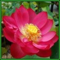 Nelumbo nucifera Mixed Varieties Seeds - Sacred Lotus - Water Lily Aquatic Ethnobotanical - NEW