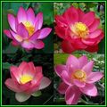 Nelumbo nucifera Mixed Varieties Seeds - Sacred Lotus - Water Lily Aquatic Ethnobotanical - NEW