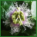 Passiflora edulis f. edulis - Passion Flower Purple Granadilla Seeds - Edible Fruit - New
