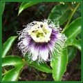 Passiflora edulis f. flavicarpa - Passion Flower Golden Granadilla Seeds - Edible Fruit New