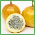 Passiflora ligularis - Passion Flower Sweet Granadilla Seeds - Edible Fruit - New