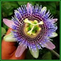 Passiflora ligularis - Passion Flower Sweet Granadilla - 10 Seed Pack - Edible Fruit - New