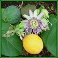 Passiflora ligularis - Passion Flower Sweet Granadilla Seeds - Edible Fruit - New