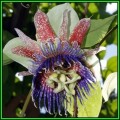 Passiflora maliformis - Wild Purple Passionfruit Granadilla Seeds - Edible Fruit - New