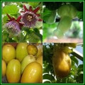 Passiflora quadrangularis - Giant Granadilla Seeds - Edible Fruit - New
