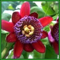 Passiflora quadrangularis - Giant Granadilla Seeds - Edible Fruit - New