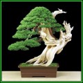 Pinus aristata - Bristlecone Pine Bonsai - 10 Seeds + FREE Gifts Seeds + Bonsai eBook, NEW