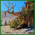 Pinus aristata - 10 Seeds - Bristlecone Pine Tree - NEW