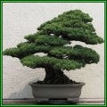 Pinus armandii - Chinese White Pine Bonsai Seeds + FREE Gifts Seeds + Bonsai eBook, NEW