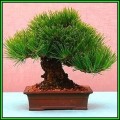 Pinus thunbergii - Black Pine Bonsai - 10 Seeds + FREE Gifts Seeds + Bonsai eBook, NEW