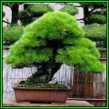 Pinus thunbergii - Black Pine Bonsai - 10 Seeds + FREE Gifts Seeds + Bonsai eBook, NEW