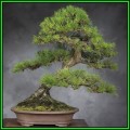 Pinus thunbergii - Black Pine Bonsai Seeds + FREE Gifts Seeds + Bonsai eBook, NEW