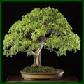 Samanea saman - Monkeypod or Rain Tree Bonsai - 10 Seeds + FREE Gifts Seeds + Bonsai eBook, NEW