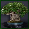 Schefflera arboricola - Hawaiian Elf Schefflera Bonsai - 10 Seeds + Bonsai eBook, NEW