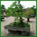 Sophora japonica - Japanese Pagoda Tree Bonsai Seeds + FREE Gifts Seeds + Bonsai eBook, NEW