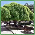 Sophora japonica - 10 Seeds - Japanese Pagoda Tree or Shrub, NEW