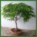 Tamarindus indica - Sweet Tamarind Tree Bonsai Seeds + FREE Gifts Seeds + Bonsai eBook, NEW