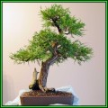 Thuja orientalis aka Platycladus orientalis Bonsai - 10 Seeds + FREE Gifts Seeds + Bonsai eBook, NEW