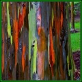 Eucalyptus deglupta - 10 Seeds - Rainbow Eucalyptus, Mindanao Gum or Rainbow Gum Tree, NEW
